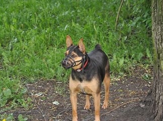 chien muselière